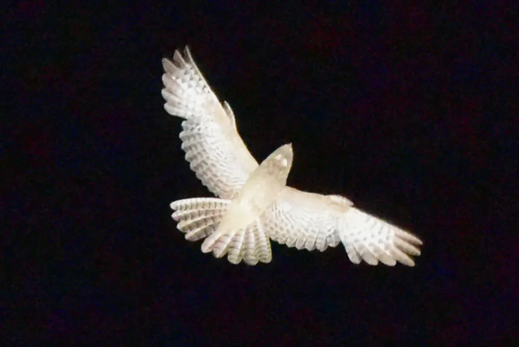 File:Caprimulgus aegyptius 208430452.jpg