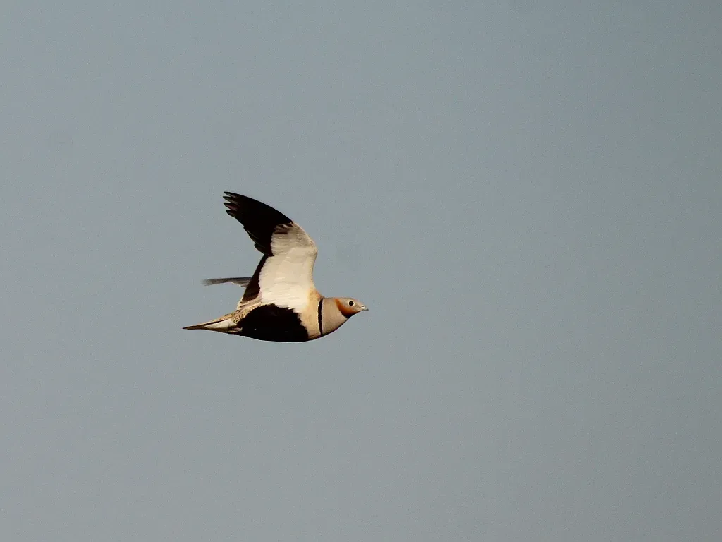 File:Pterocles orientalis 134539163.jpg