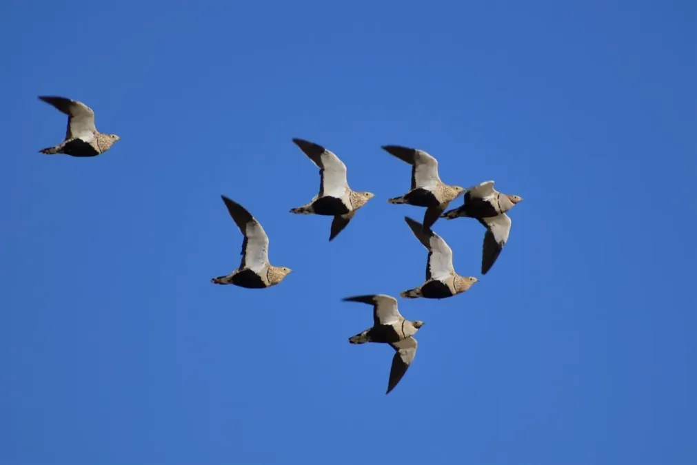 File:Pterocles orientalis 160906512.jpg