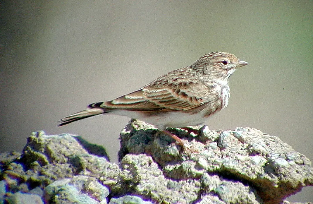 File:Alaudala rufescens 90921286.jpg