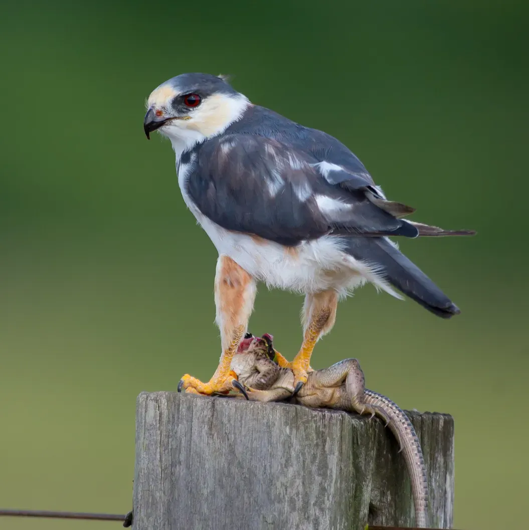File:Gampsonyx swainsonii Pearl Kite (cropped).jpg