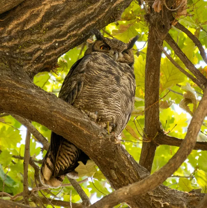 File:Tucuquere Bubo magellanicus (cropped).jpg