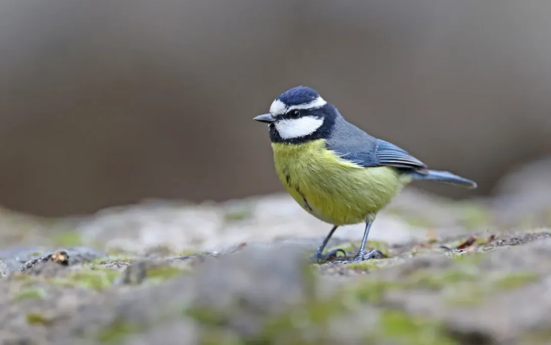 File:Cyanistes teneriffae teneriffae 184052669.jpg