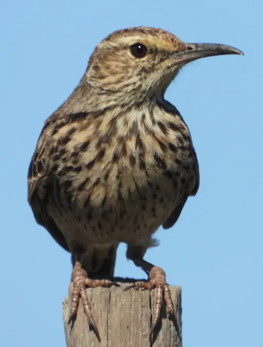 File:Certhilauda curvirostris brevirostris 125701832.jpg