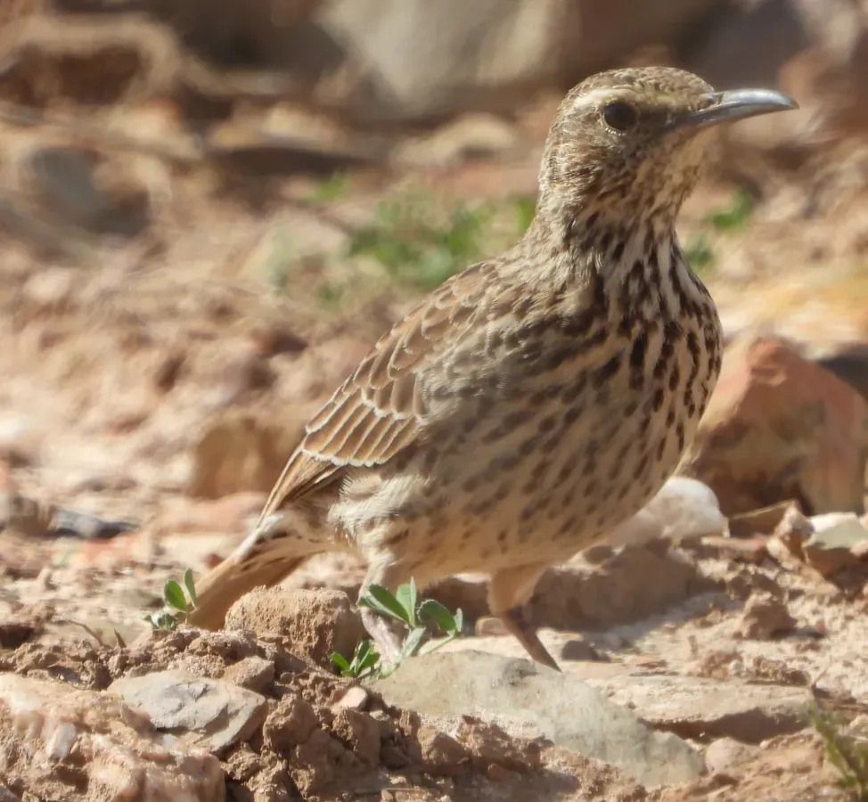 File:Certhilauda curvirostris brevirostris 120258711.jpg