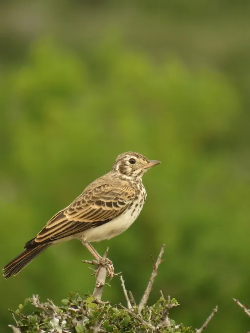 File:Pinarocorys nigricans 189372425.jpg