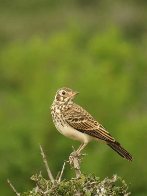 File:Pinarocorys nigricans 189372404.jpg