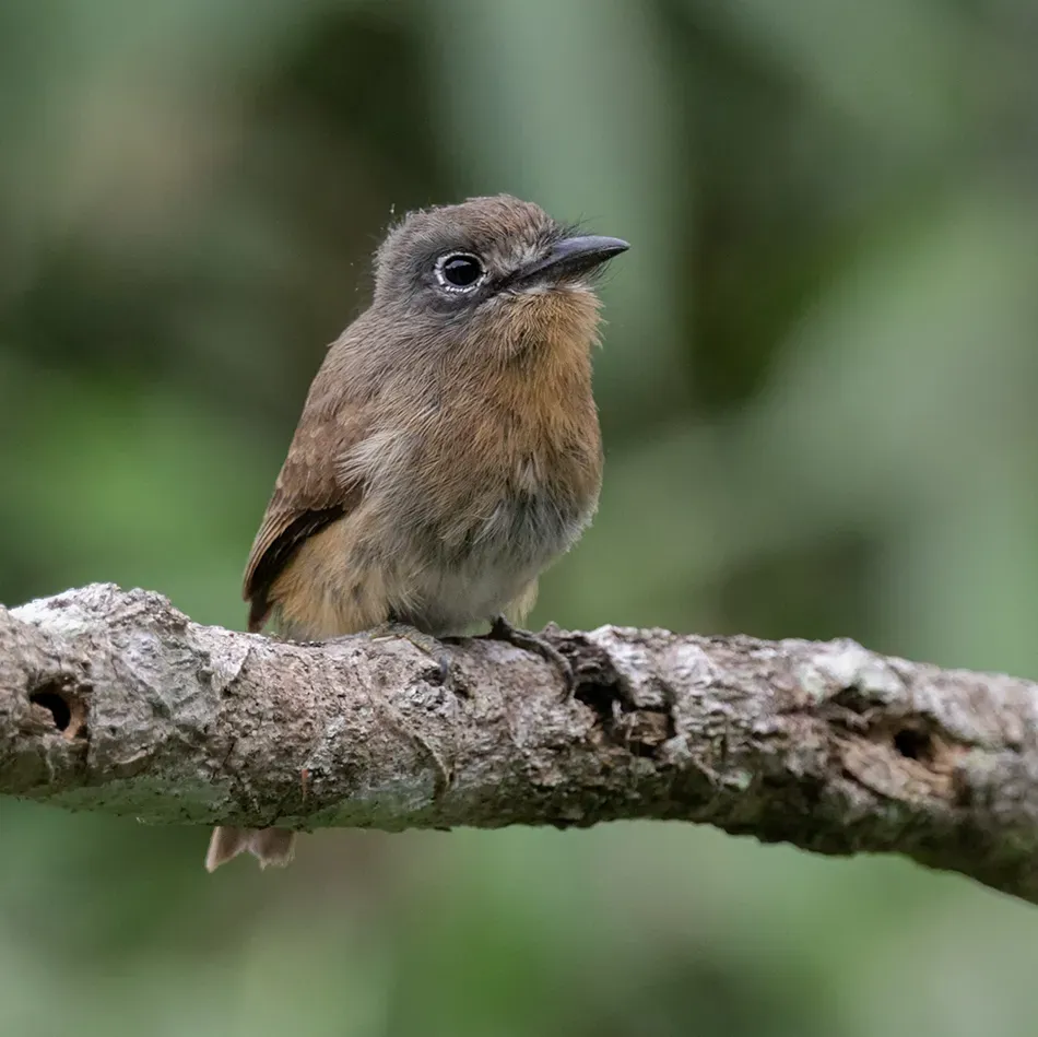 File:Nonnula rubecula (cropped).jpg