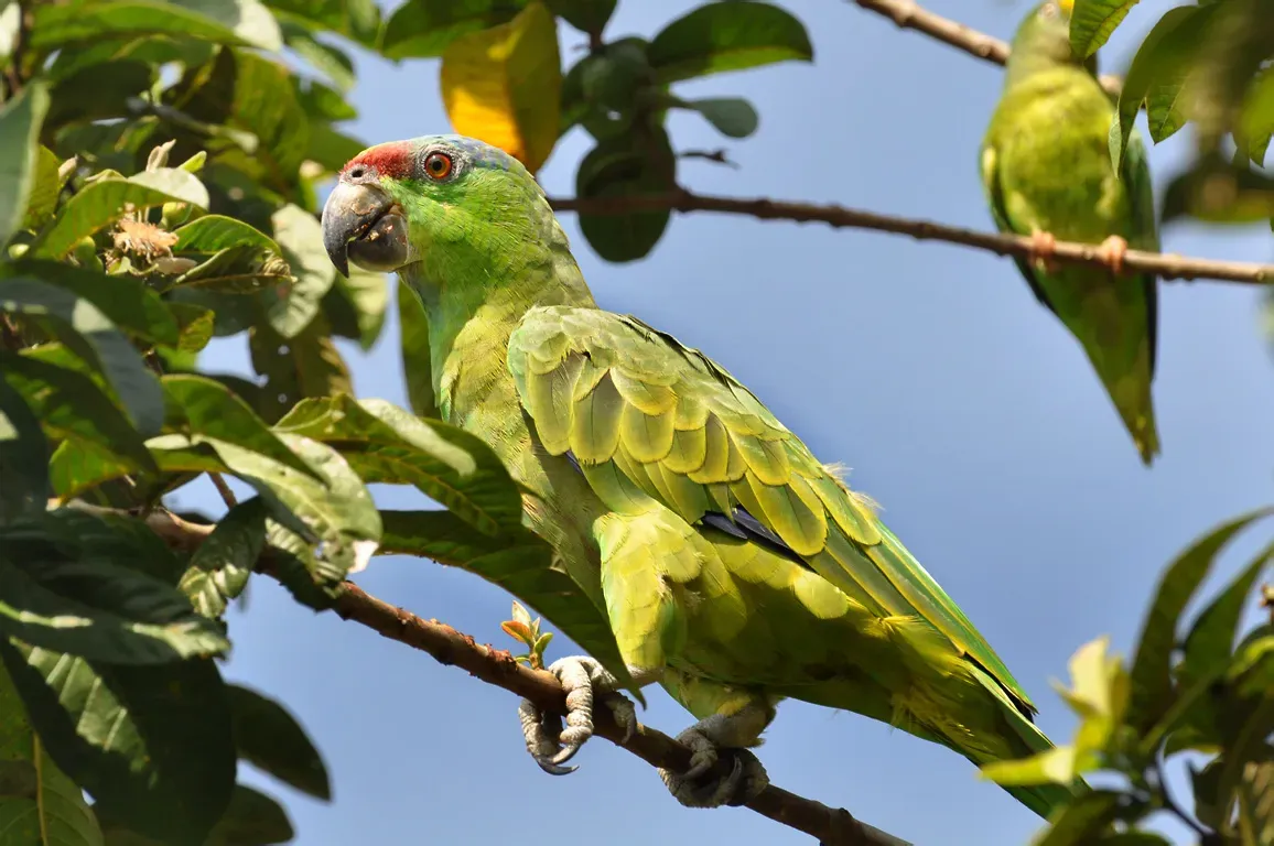 File:Amazona festiva -Uarini, Amazonas, Brasil-8.jpg