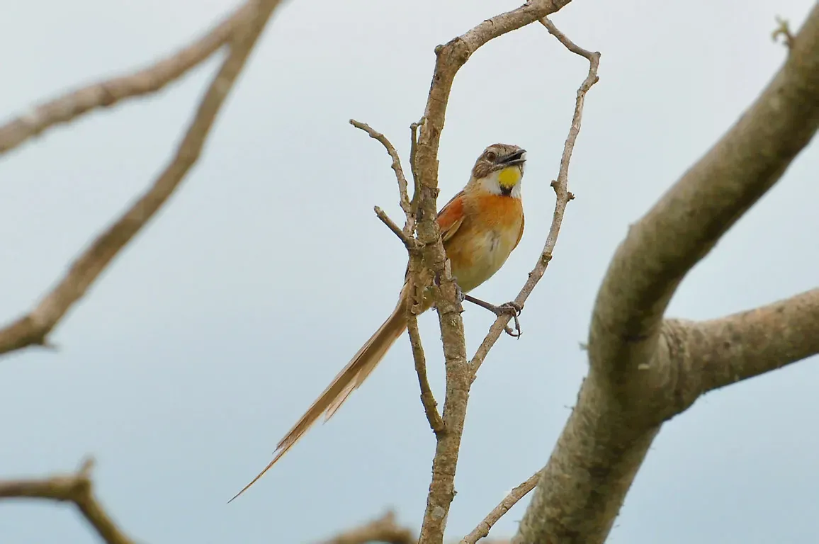 File:Schoeniophylax phryganophilus -Arroio Grande, Rio Grande do Sul, Brasil-8.jpg