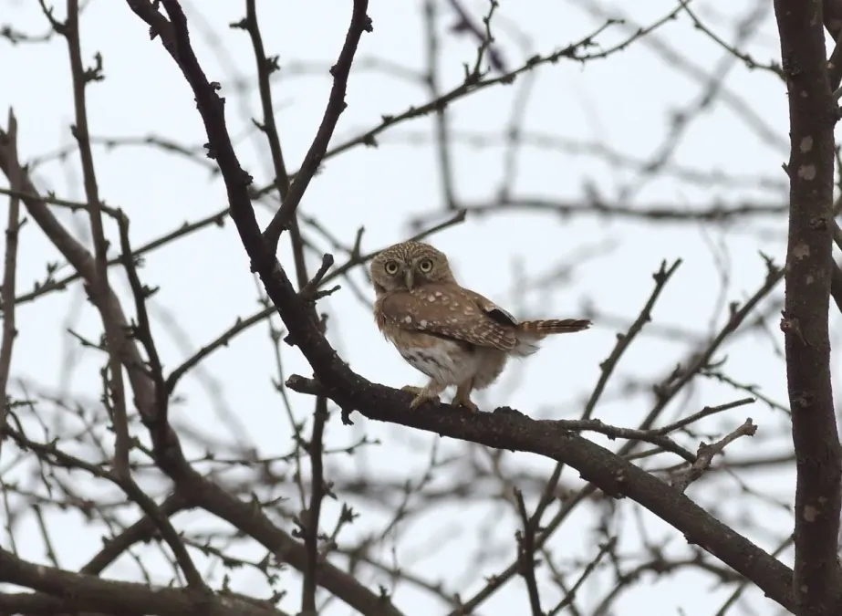 File:Glaucidium peruanum 55158145.jpg