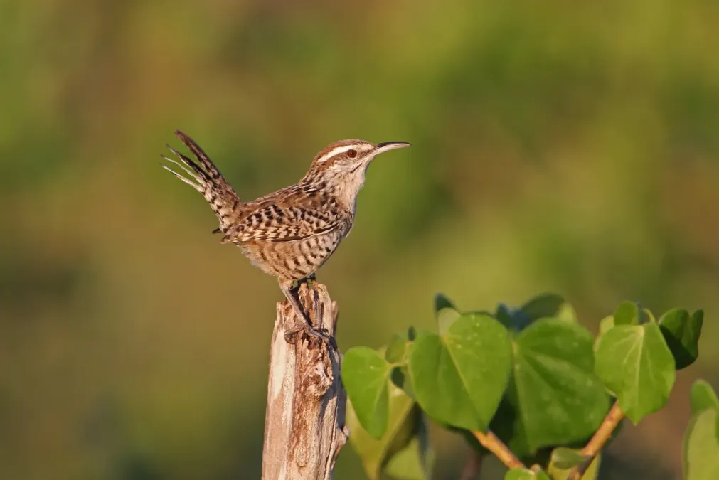 File:Campylorhynchus yucatanicus 102471469.jpg
