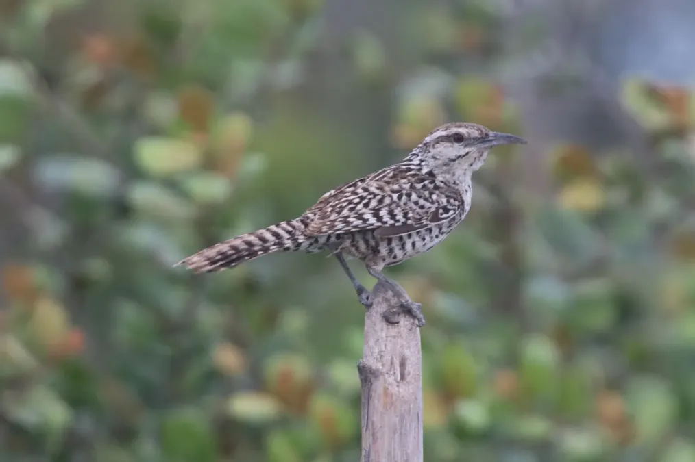 File:Campylorhynchus yucatanicus 186161019.jpg