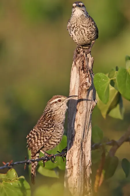 File:Campylorhynchus yucatanicus 102471475.jpg