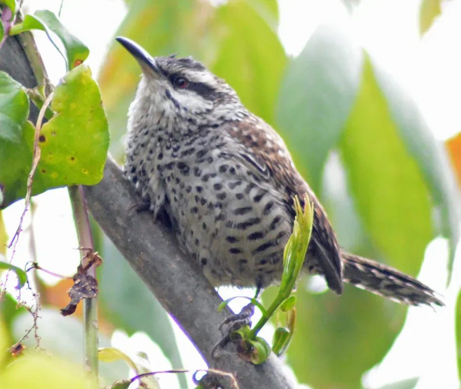 File:Campylorhynchus jocosus 59024712.jpg