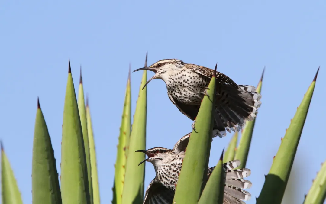 File:Campylorhynchus jocosus 93110511.jpg