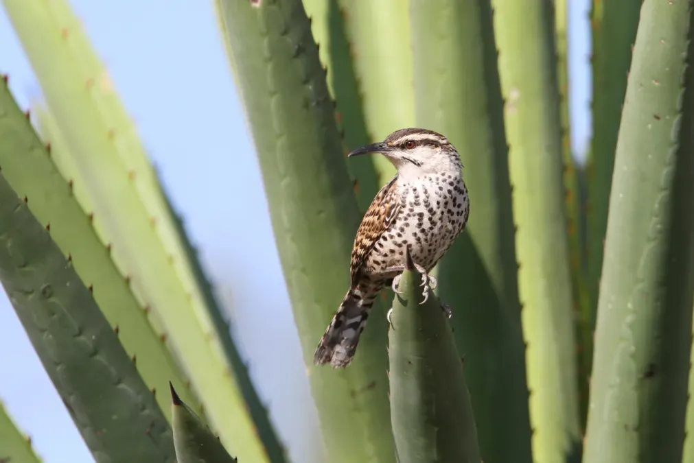 File:Campylorhynchus jocosus 93110584.jpg