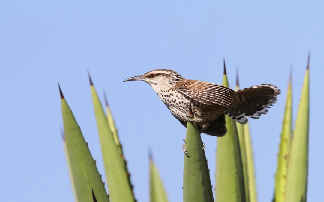 File:Campylorhynchus jocosus 93110560.jpg