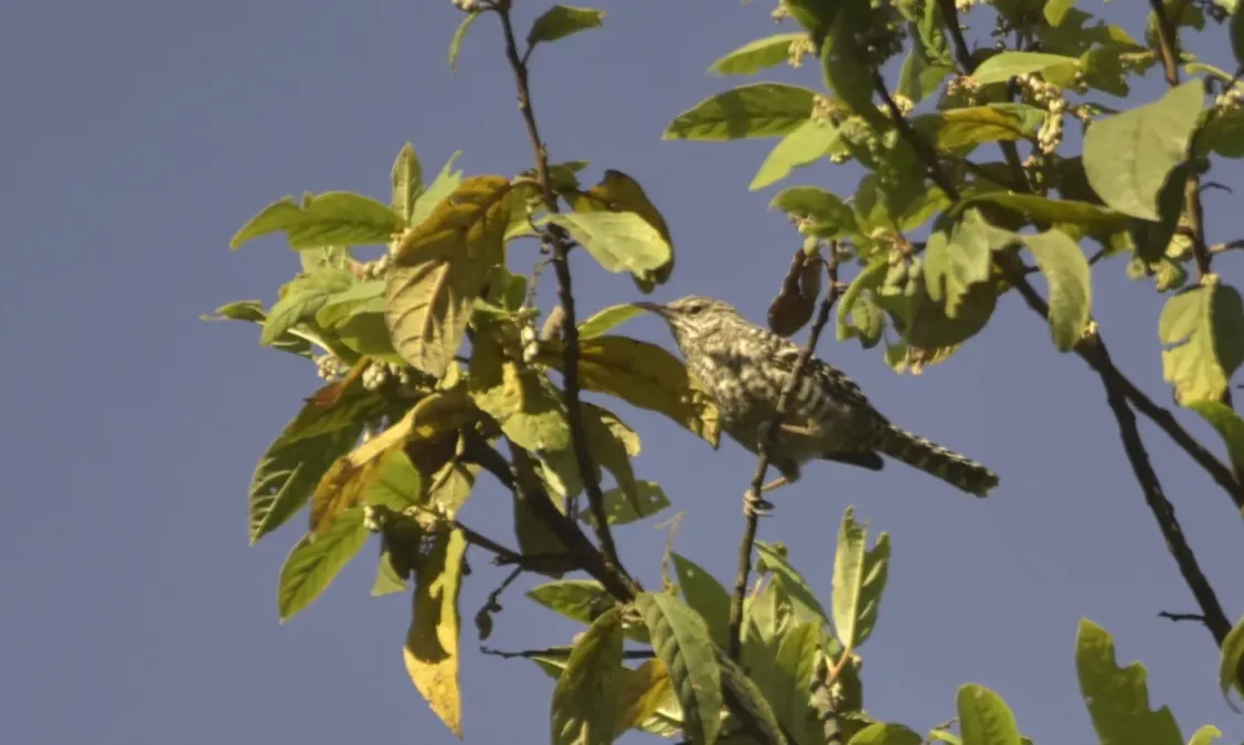File:Campylorhynchus megalopterus 34961912.jpg
