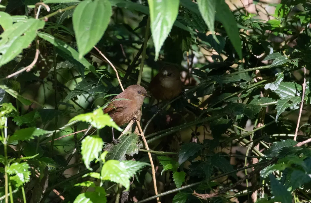 File:Cinnycerthia olivascens 107039273.jpg