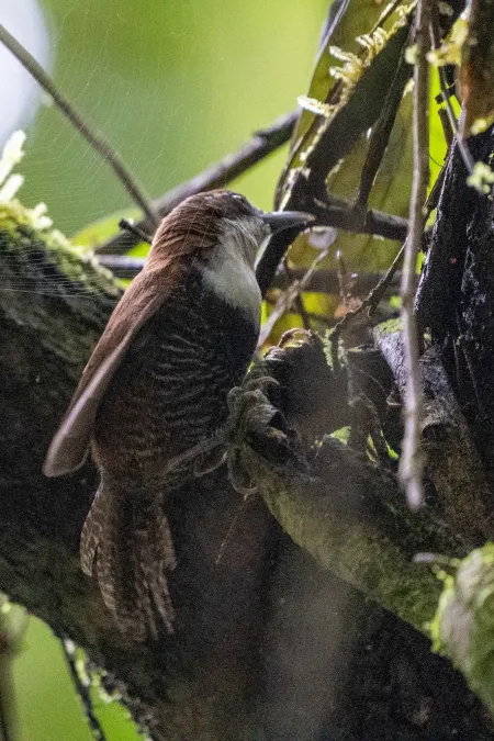 File:Pheugopedius fasciatoventris 209057076.jpg