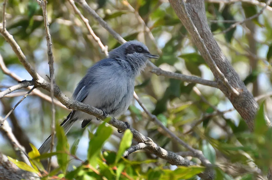 File:Polioptila dumicola -Rocha, Uruguay -male-8.jpg
