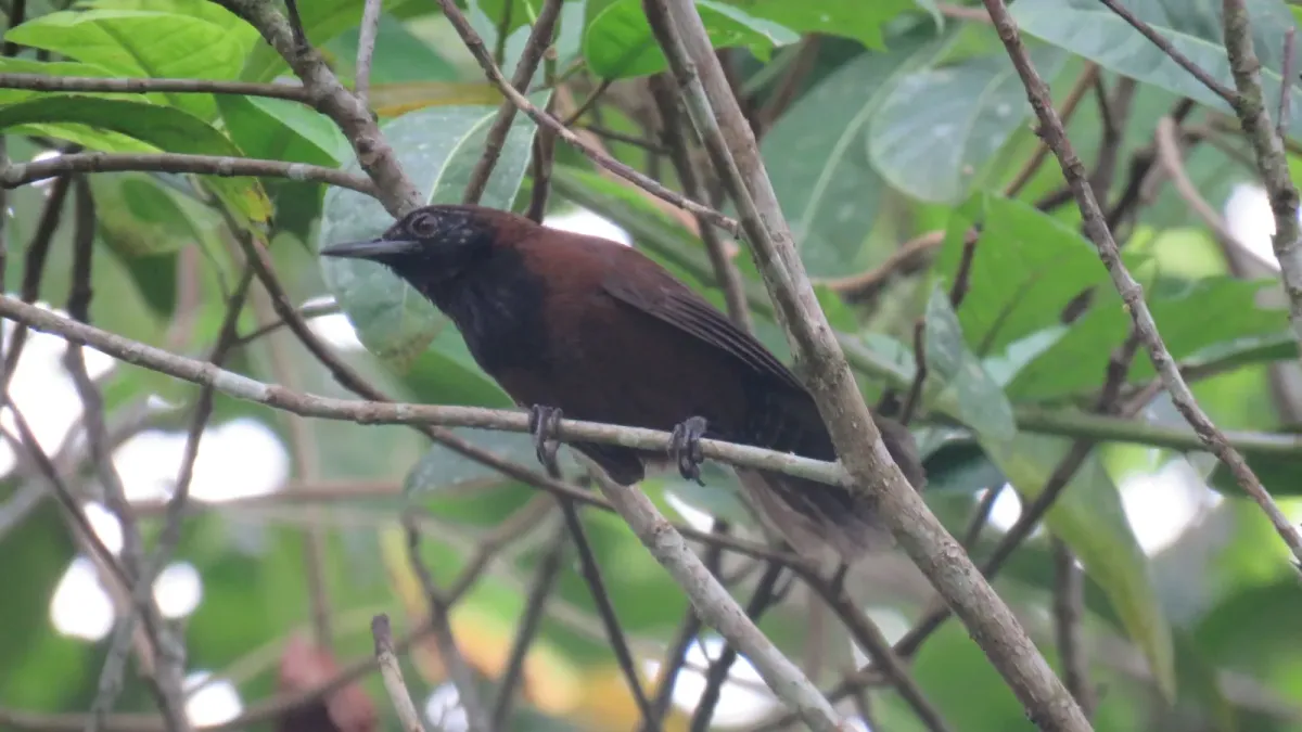 File:Pheugopedius atrogularis 219500862.jpg