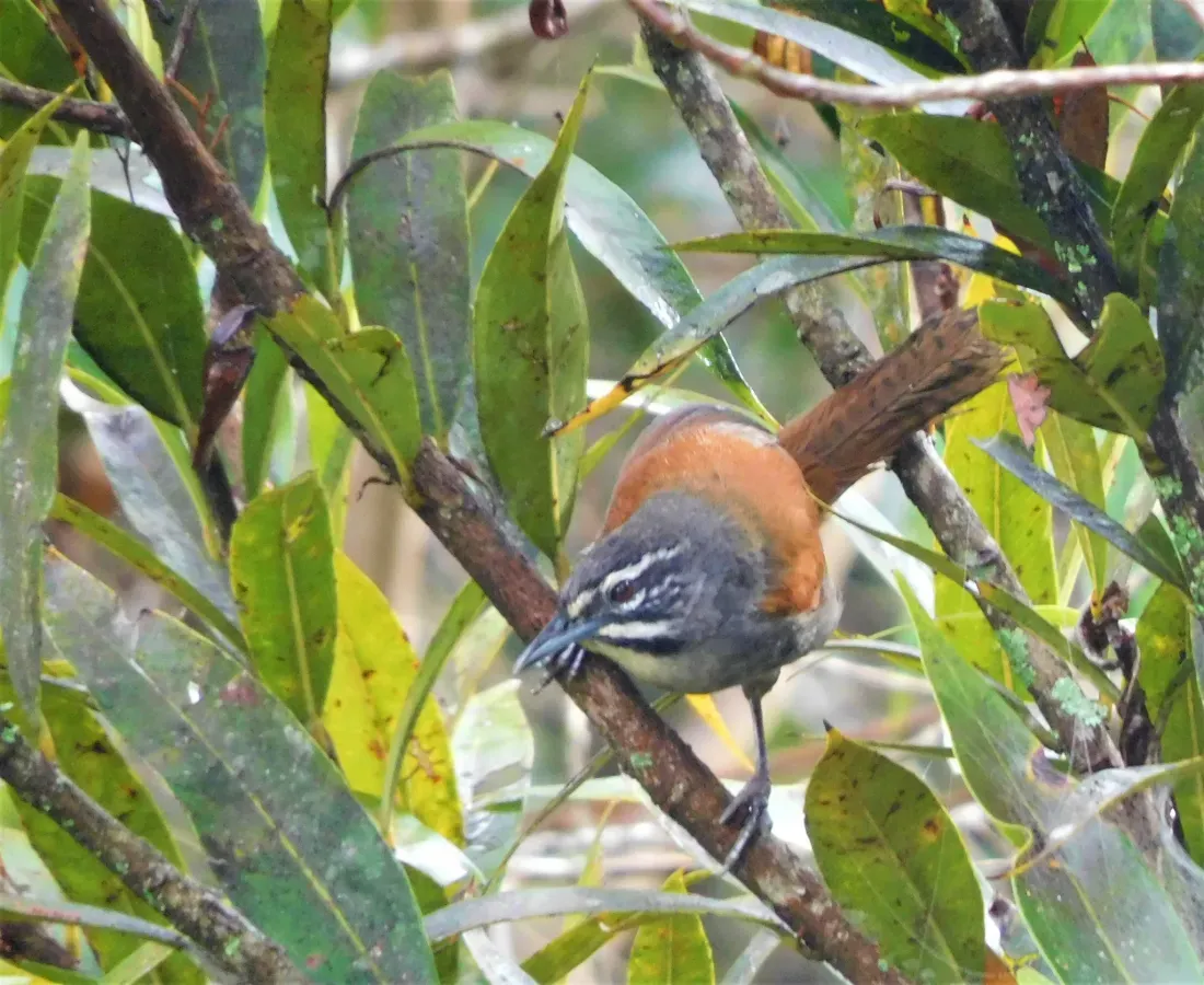 File:Pheugopedius mystacalis 102096526.jpg