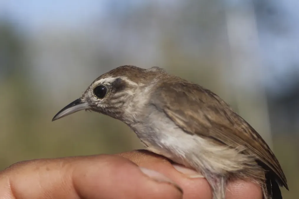 File:Uropsila leucogastra 65292462.jpg