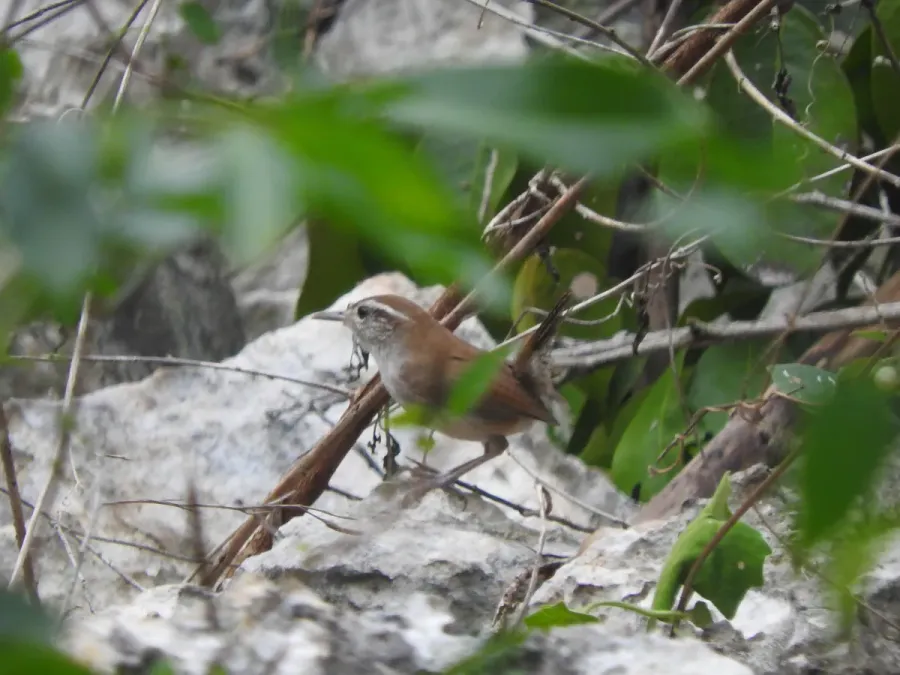 File:Uropsila leucogastra 62172112.jpg