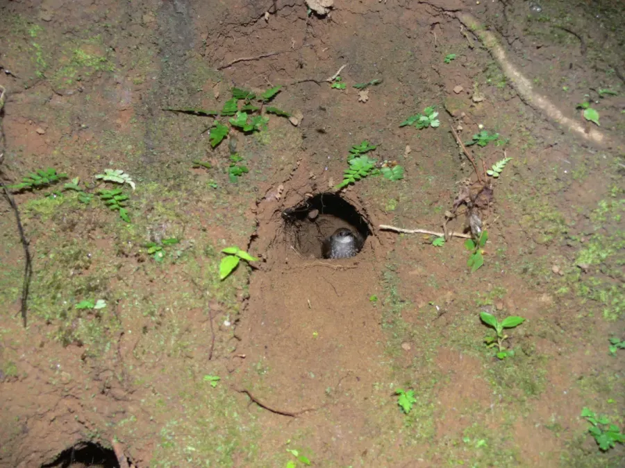 File:Microcerculus marginatus 29157.jpg