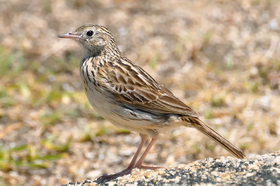 File:Anthus correndera -Cabo Polonio, Rocha, Uruguay-8.jpg