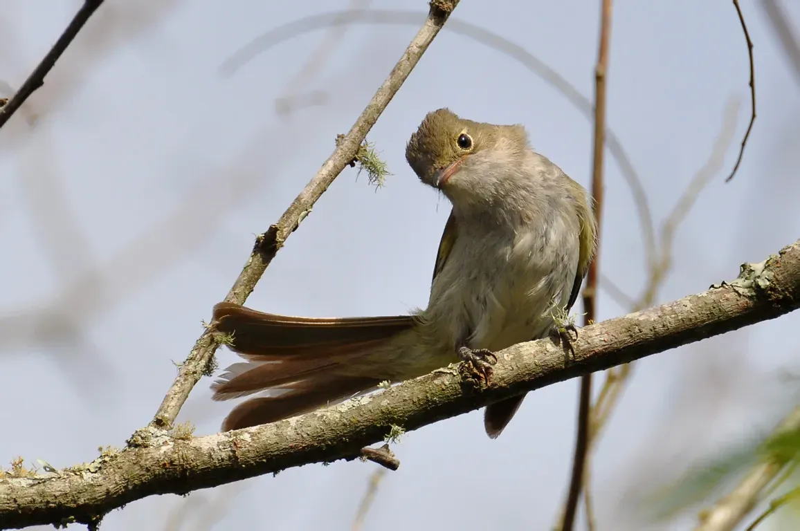File:Elaenia parvirostris -Capao do Leao, Rio Grande do Sul, Brasil-8.jpg