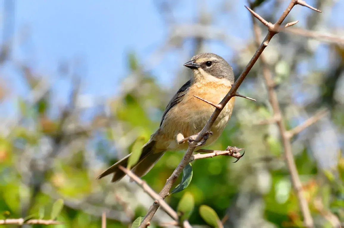 File:Donacospiza albifrons -Rocha, Uruguay-8.jpg