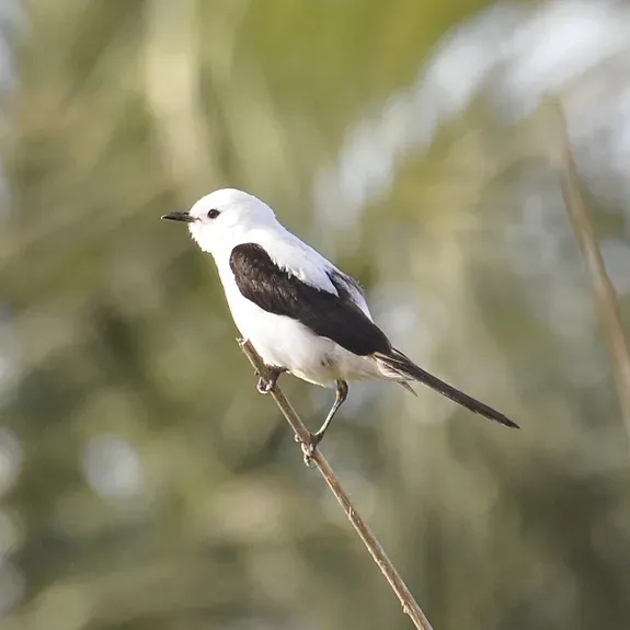File:Heteroxolmis dominicana -Rocha, Uruguay -male-8.jpg