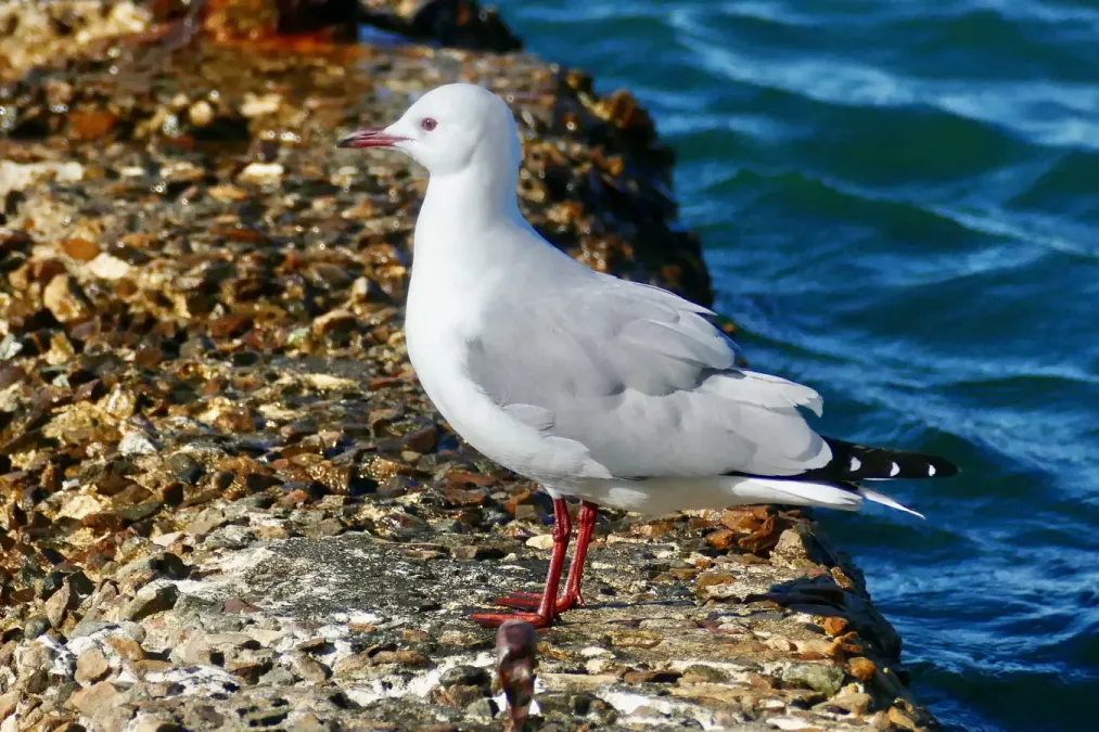File:Hartlaub's Gull (Chroicocephalus hartlaubii) (52681423812).jpg