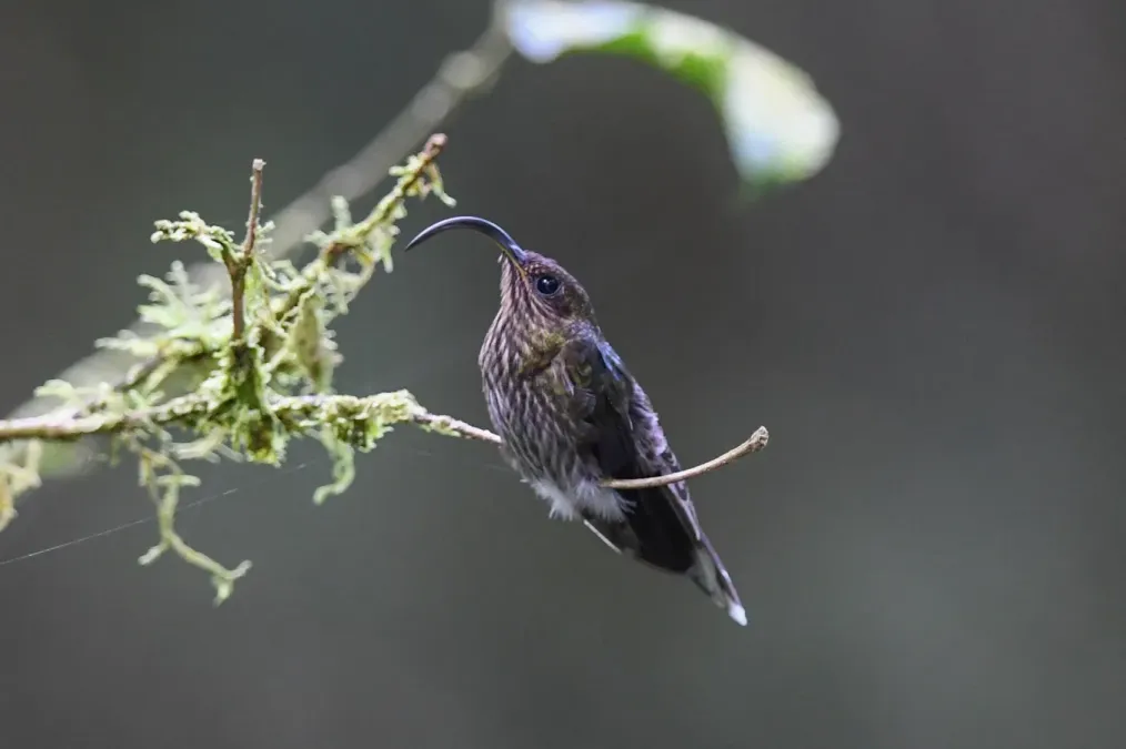 File:Eutoxeres aquila 176688368.jpg