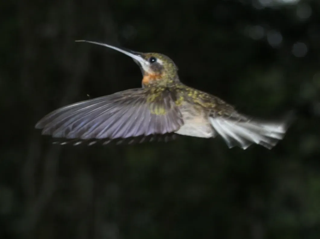 File:Threnetes leucurus 141668642.jpg