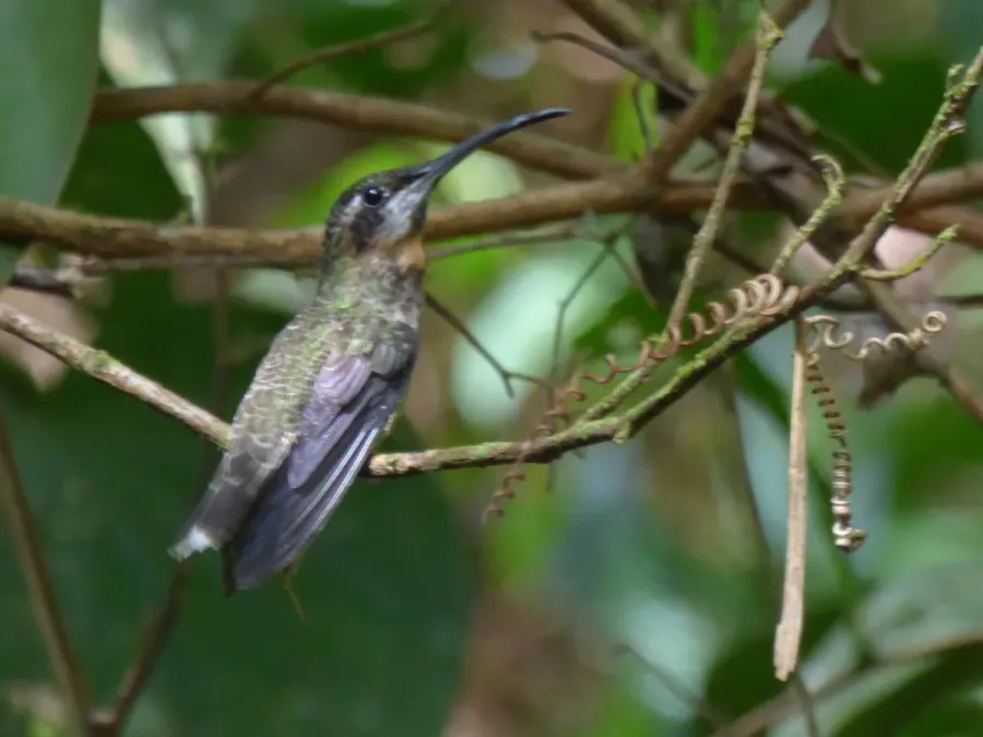 File:Threnetes leucurus 29221710.jpg