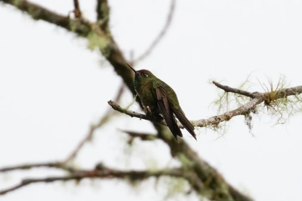 File:Chalcostigma ruficeps 65739372.jpg