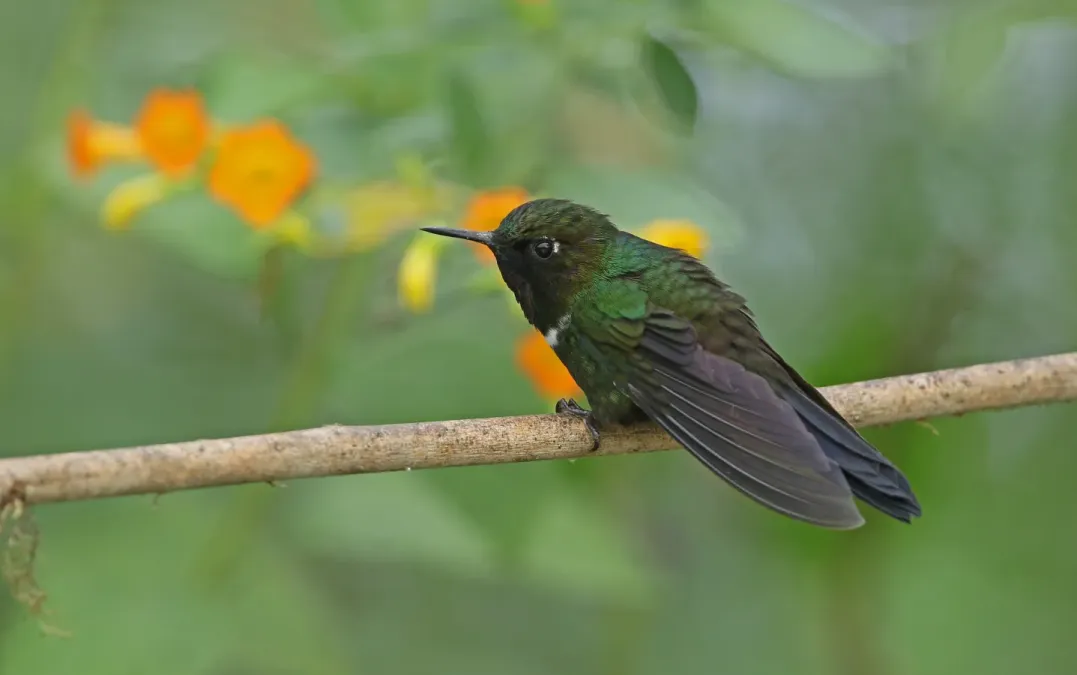 File:Heliangelus strophianus 104814111.jpg