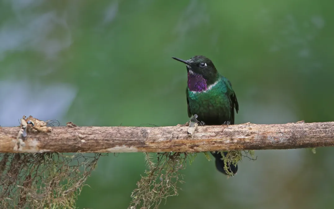 File:Heliangelus strophianus 104815291.jpg