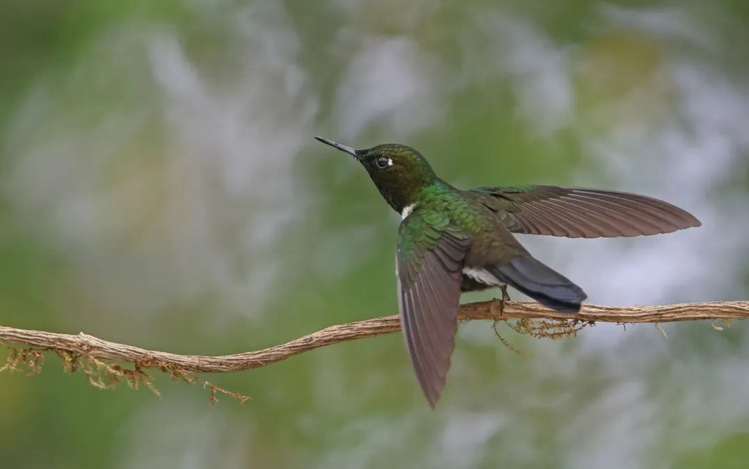 File:Heliangelus strophianus 104815241.jpg