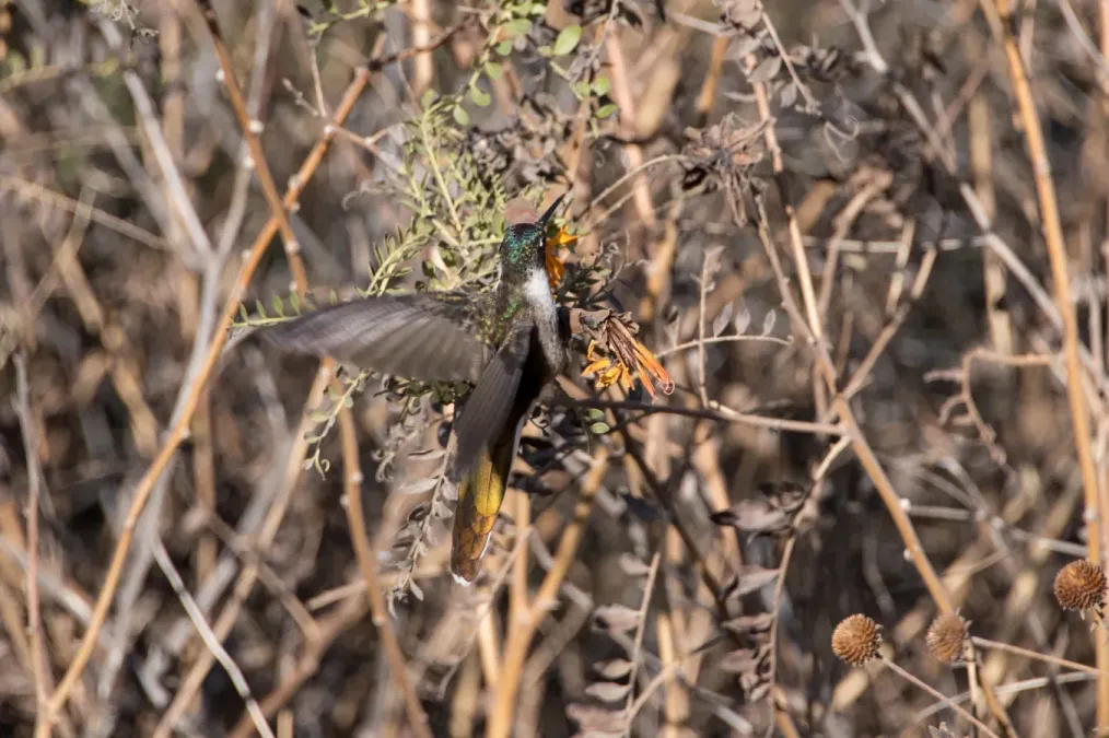 File:Oreonympha nobilis 71658195.jpg