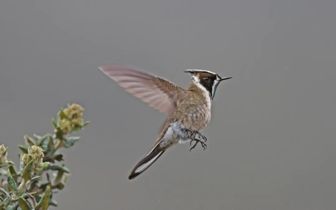 File:Oxypogon guerinii 236915235.jpg