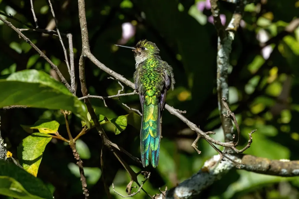 File:Taphrolesbia griseiventris 195800737.jpg