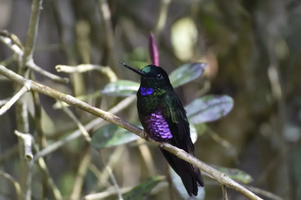 File:Coeligena helianthea 177975800.jpg