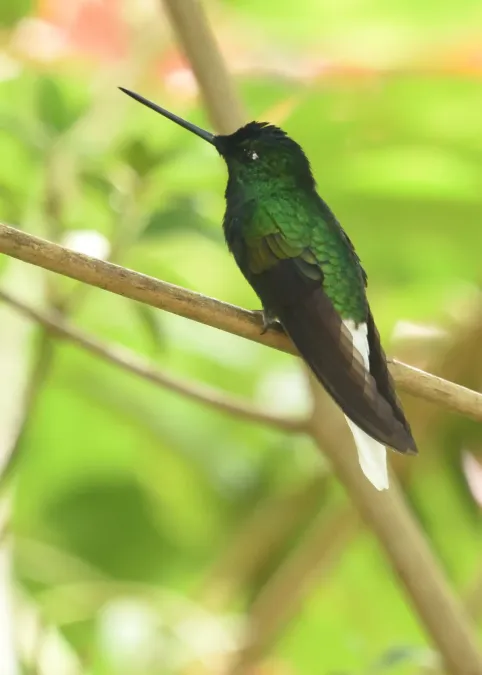 File:Coeligena phalerata 255933668.jpg