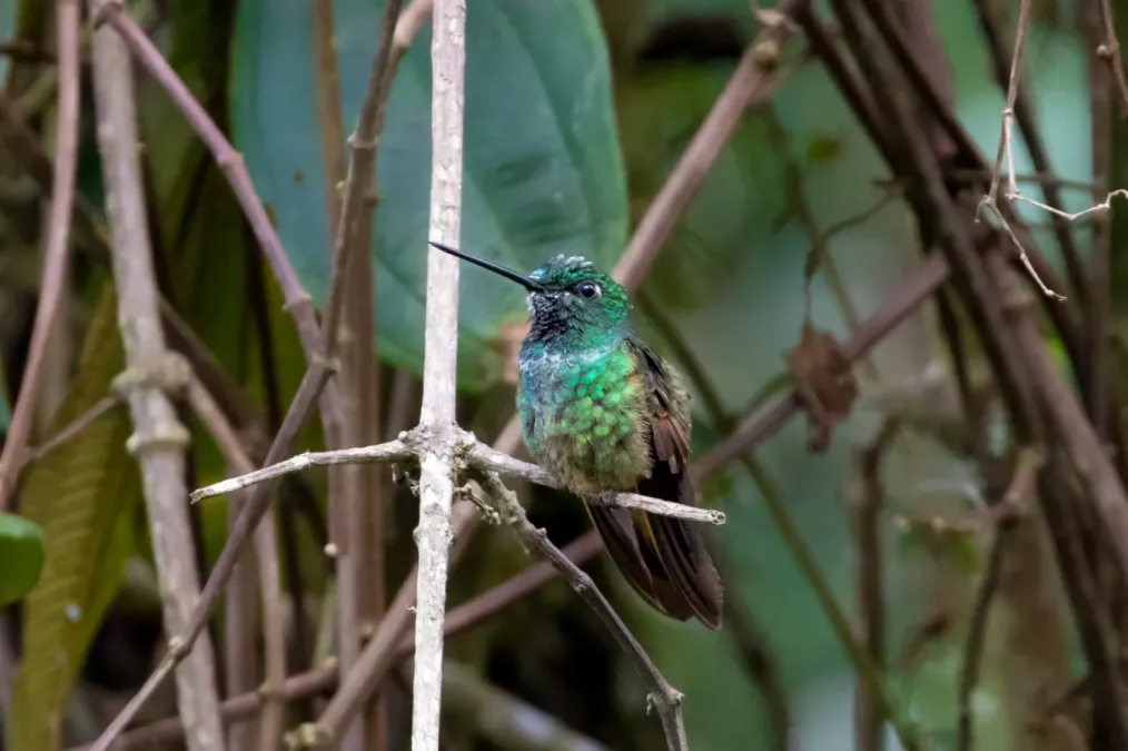 File:Coeligena violifer 100040334.jpg