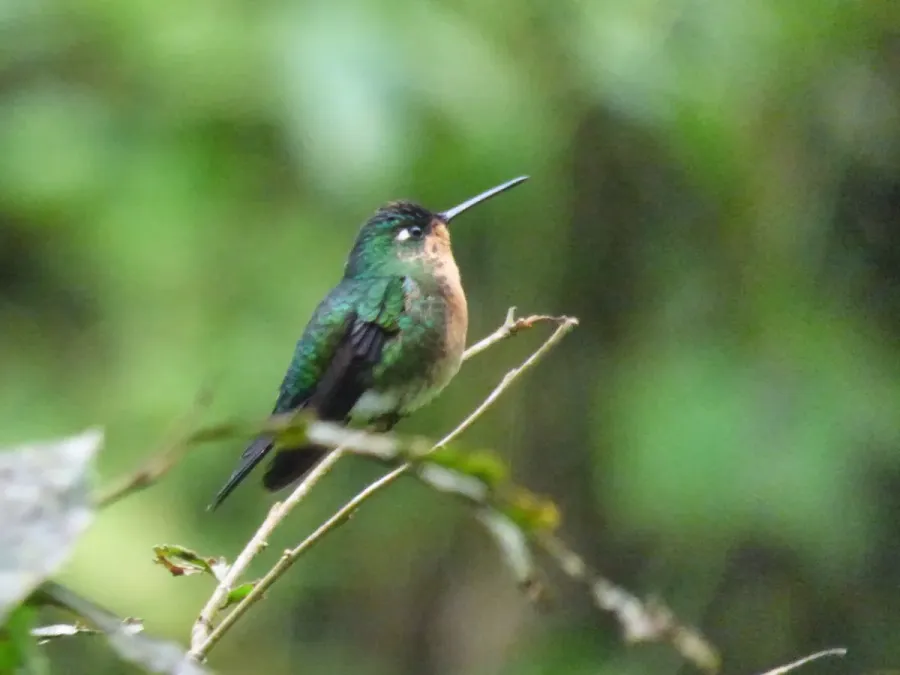 File:Eriocnemis glaucopoides 107016220.jpg